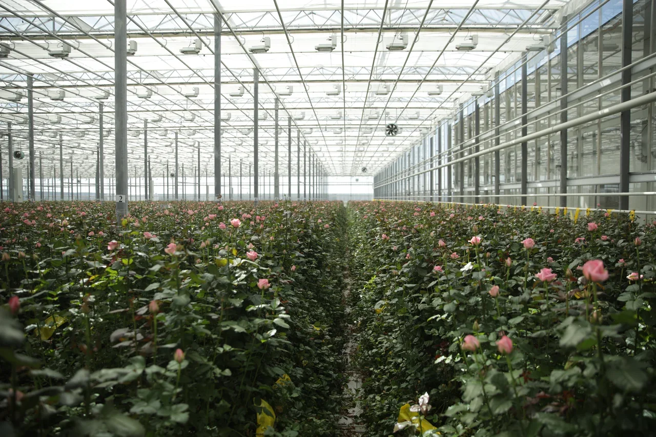 саженцы долина роз